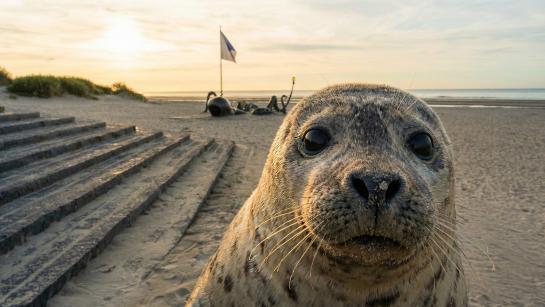 Zeehond op het strand van De Panne (foto met AI bewerkt)